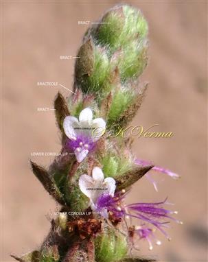 Flowers with bracts and bracteoles